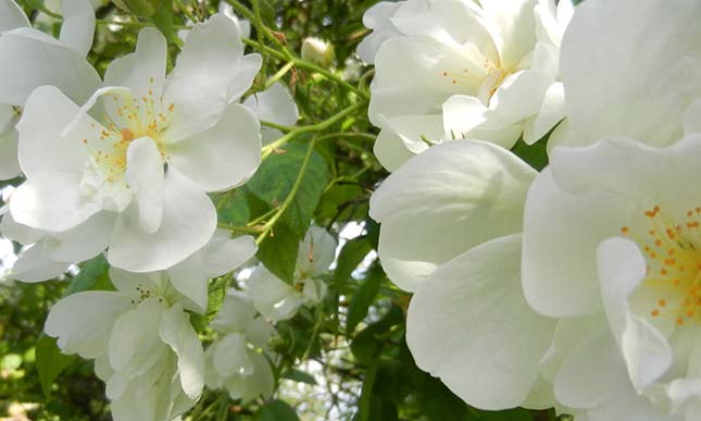 Mary Holbrook Floral Design